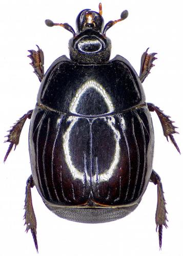 Margarinotus ignobilis
